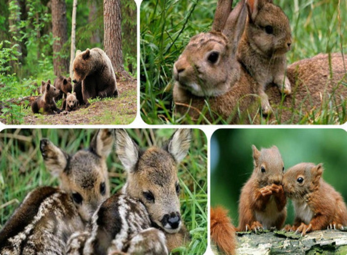В українських лісах розпочався "сезон тиші" для диких тварин