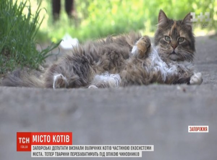 Місто котів: у Запоріжжі депутати визнали вуличних котів частиною екосистеми міста