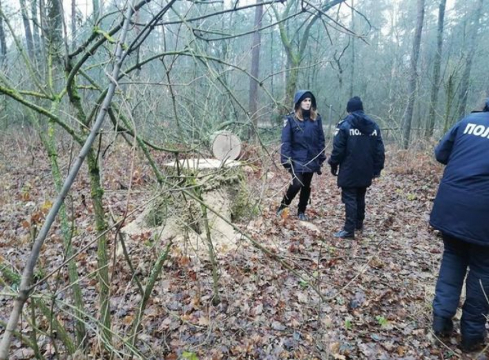 На території Ніжинського лісгоспу незаконно вирубали 6 дубів