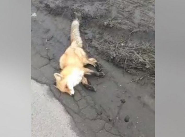 У центрі Мигалівки знайшли мертву лисицю