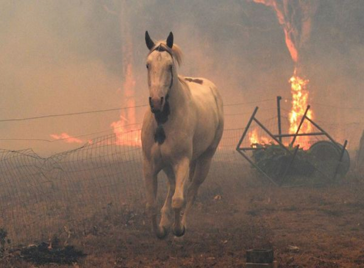На Ніжинщині під час пожежі згорів кінь