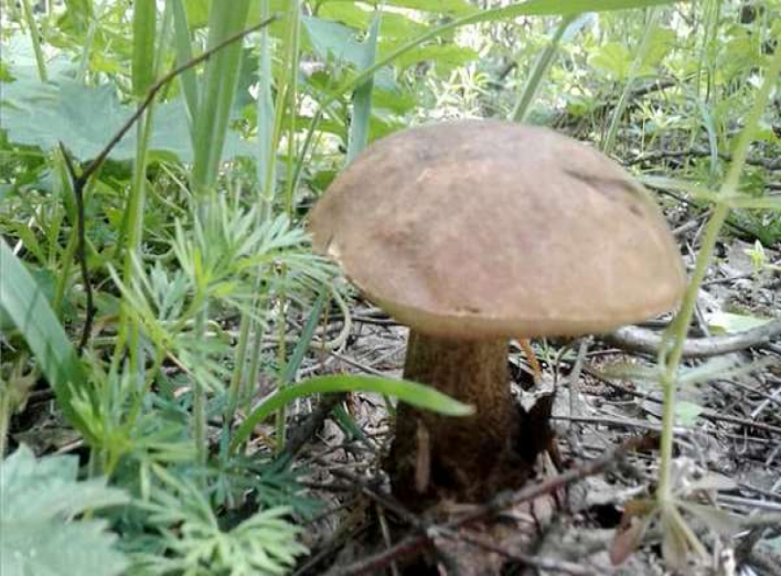 У лісах на Ніжинщині вже є перші гриби
