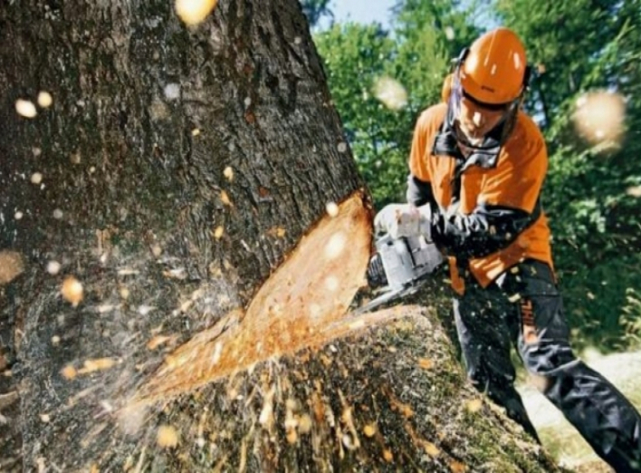 Протягом року в Ніжині видалили близько 1000 аварійних дерев