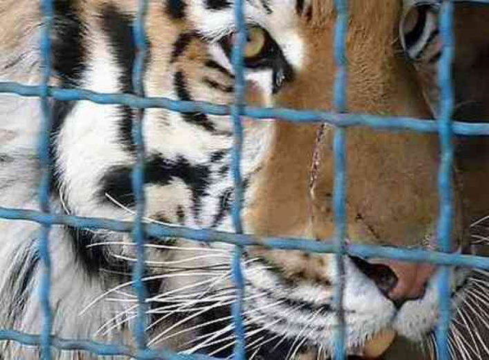 Подробиці трагедії у зоопарку на Чернігівщині, де хижак загриз доглядача