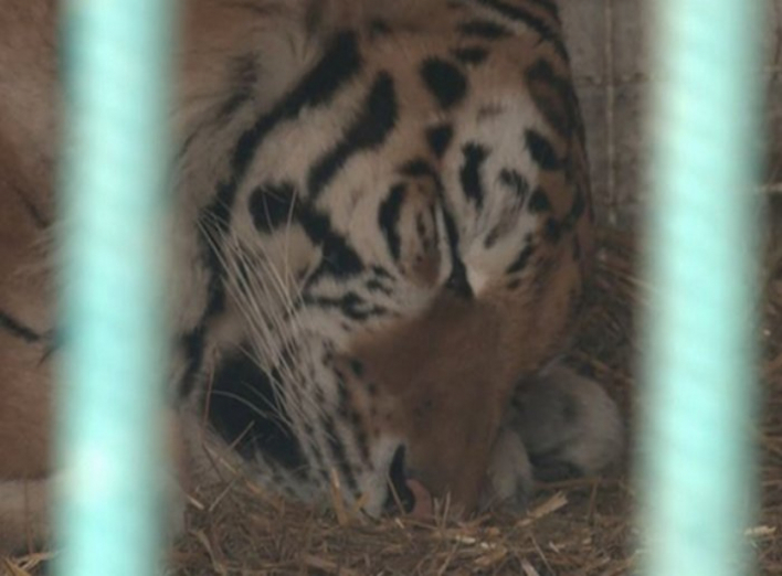 Відома доля тигра, який загриз людину у Менському зоопарку