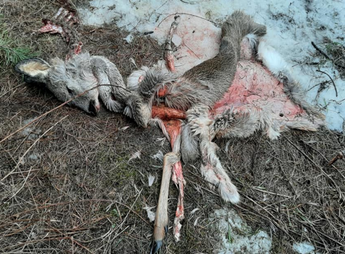 На Чернігівщині браконьєри вбили двох вагітних косуль