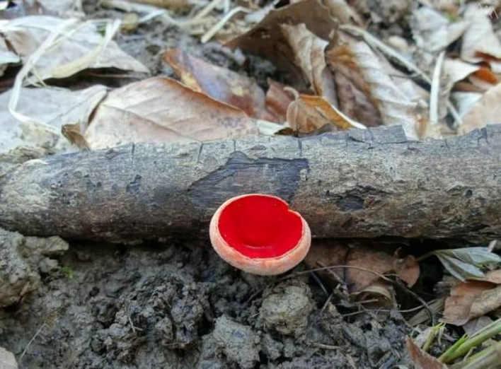 На Ніжинщині росте унікальний гриб, що обирає лише екологічно чисту місцевість