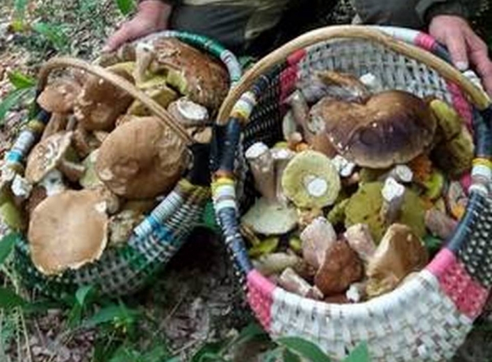 Віктор Македон з Ніжинщини назбирав 20 кілограмів білих грибів