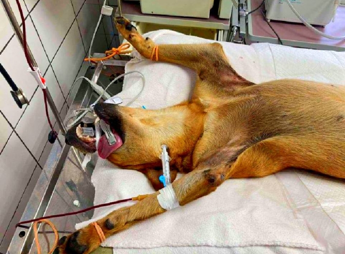 Розірвані органи: у Ніжині познущалися над собакою (ФОТО 18+)