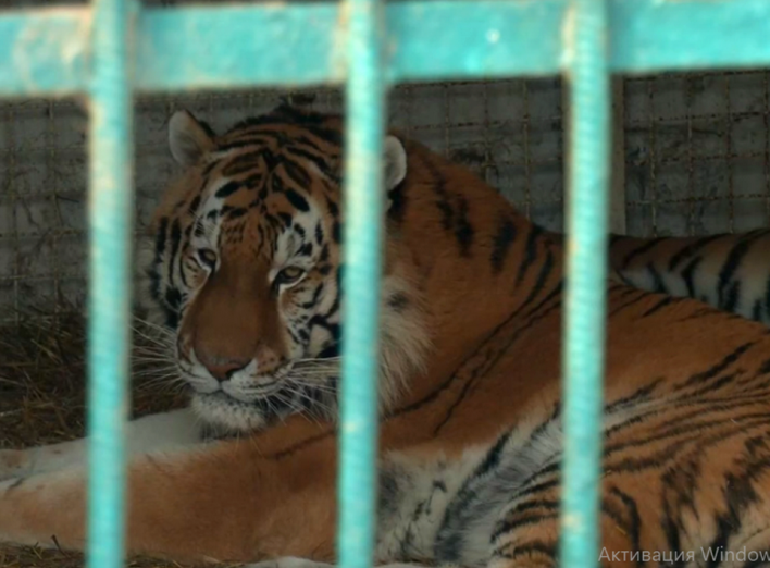 У Менському зоопарку живуть два тигри – символи наступного року