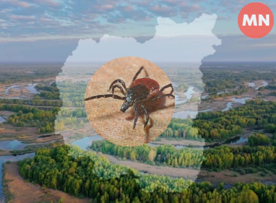 Екологи застерігають: на Чернігівщині збільшився діапазон кліщів, які спричиняють хворобу Лайма