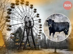 Дикі корови Чорнобиля: звідки взялися та як виживають