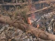 Спалювання сухої рослинності на Чернігівщині: штраф та альтернатива