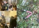 Запускали феєрверки на Чернігівщині: поліція затримала підозрюваних
