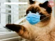 Ваш кіт захворів: на які тривожні ознаки варто звернути увагу