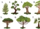 Виберіть дерево і дізнайтеся свою приховану частину особистості (психологічний тест) 