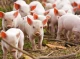 На Ніжинщині вдруге за кілька місяців зафіксовано спалах африканської чуми свиней
