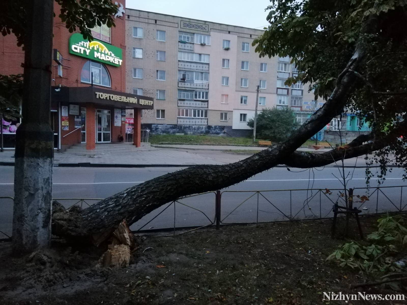 береза, центр, світло