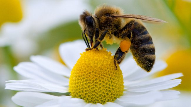 Чи винувата оленка волохата що бджоли гинуть?