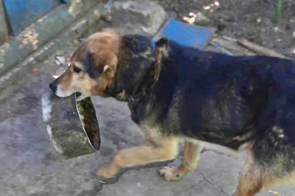 пес, старість, волонтери, їжа, прихисток