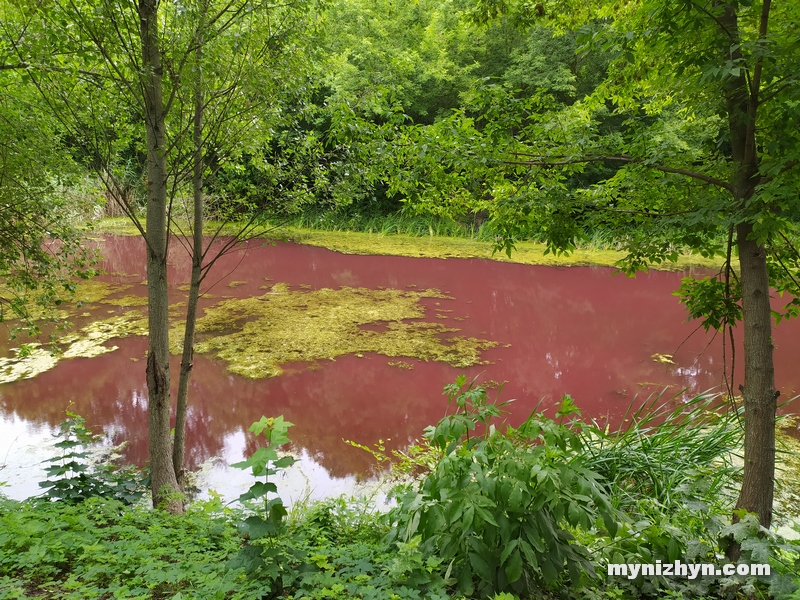 Графський парк, рожева вода