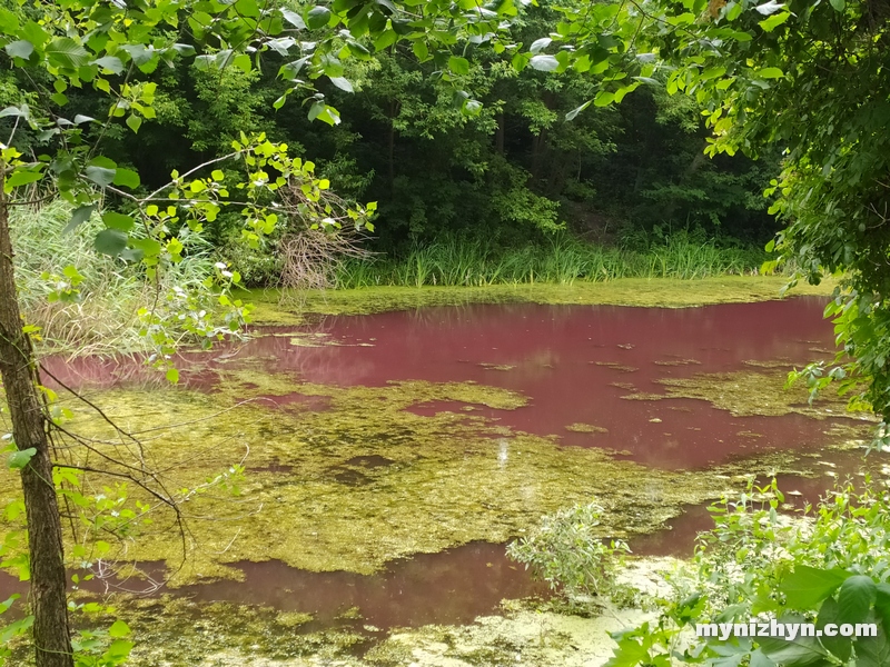 Графський парк, рожева вода