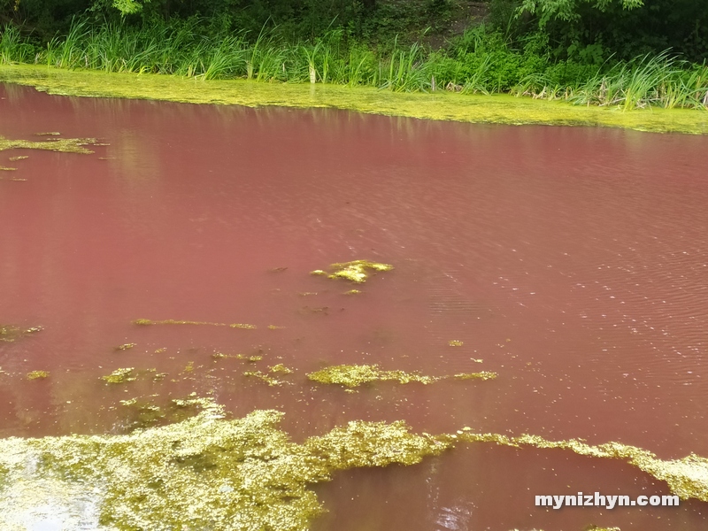 Графський парк, рожева вода