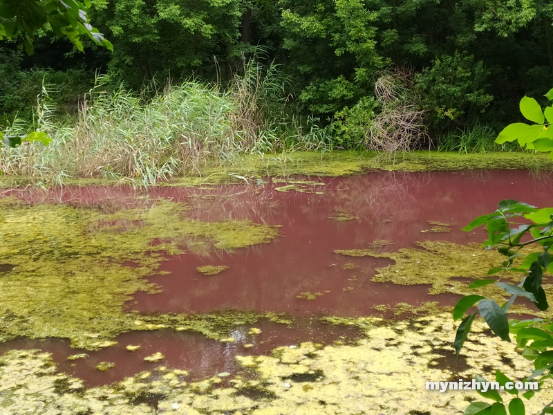 Графський парк, рожева вода