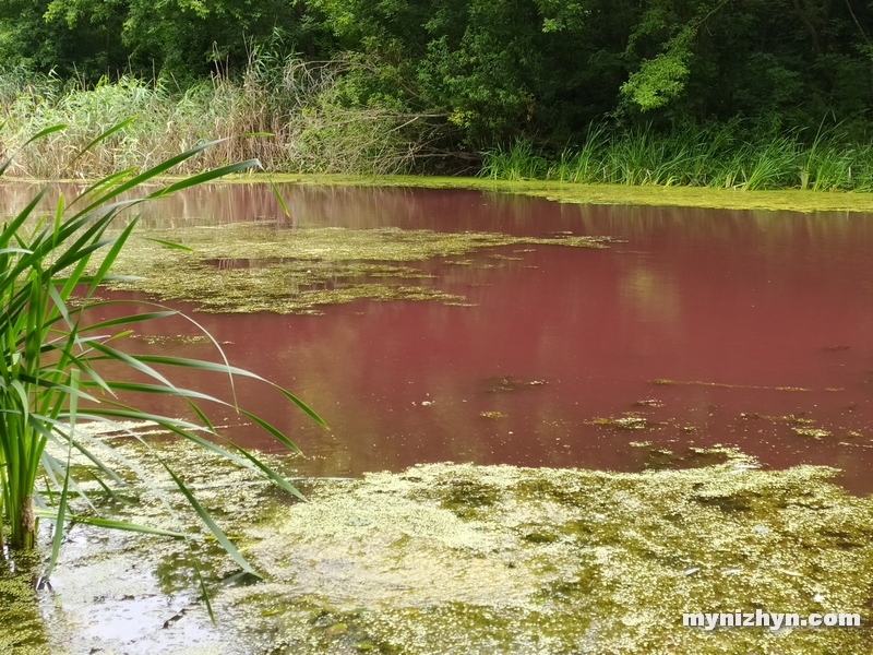 Графський парк, рожева вода