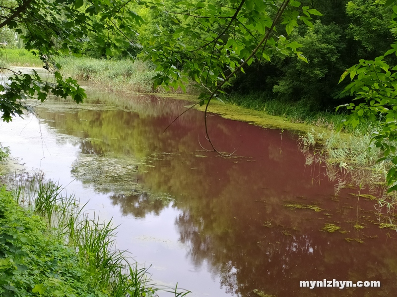 Графський парк, рожева вода