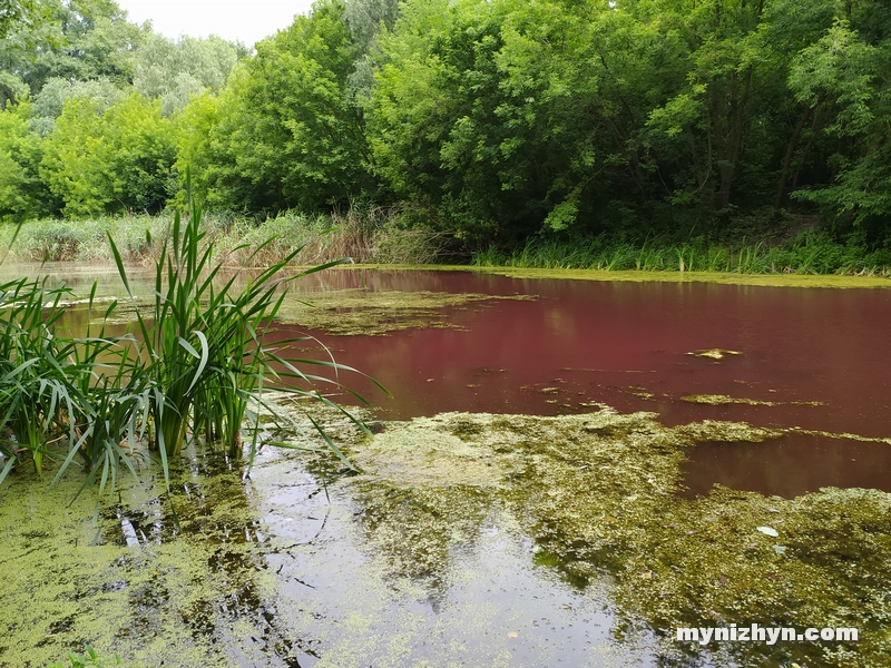 Графський парк, рожева вода