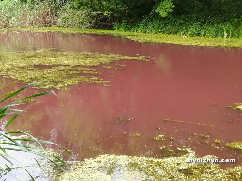 Графський парк, рожева вода