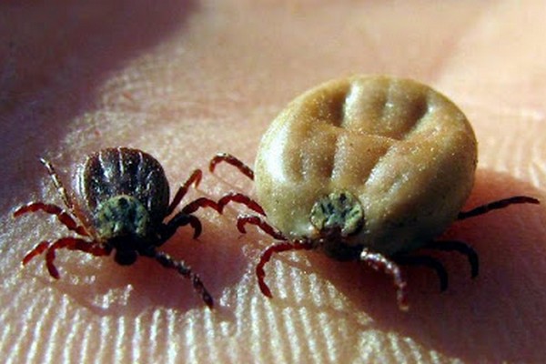 кліщі, хвороба Лайма, лікування, дезинсекція