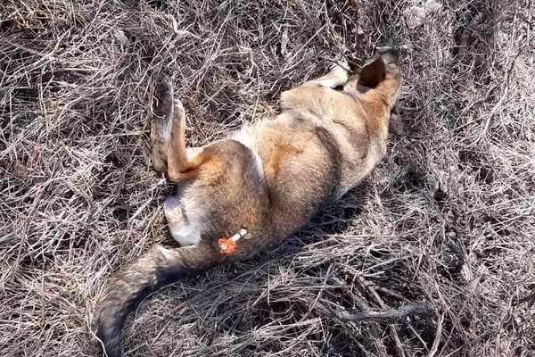 Ніжин, безхатні_тварини, волонтери, відлов