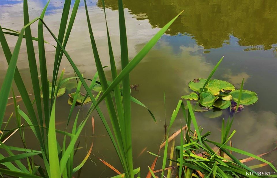 водяні лілії, висадка, Графський парк