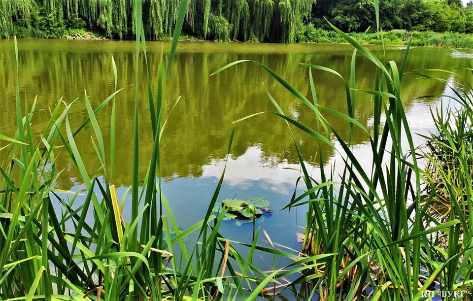 водяні лілії, висадка, Графський парк