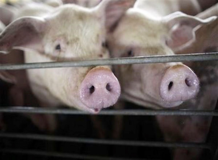 У Ніжинській районній держадміністрації вирішили, як боротися з поширенням африканської чуми свиней