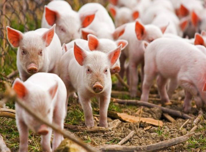 Африканську чуму свиней вже зареєстрували в Ічні