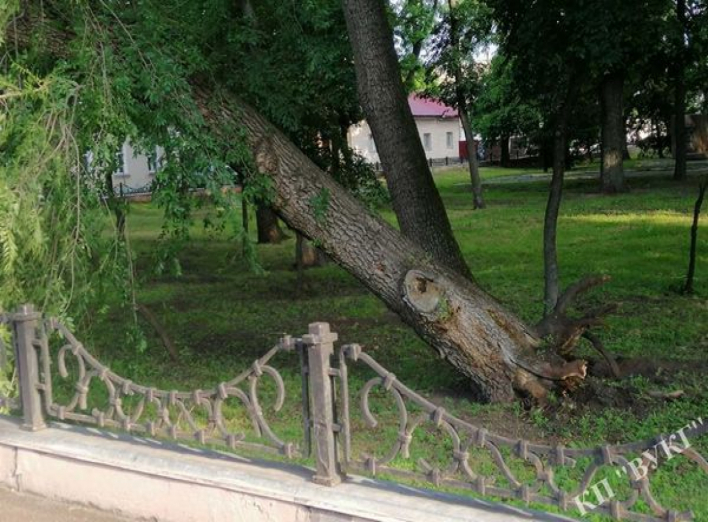 Вночі у сквері Гоголя звалило велике дерево. Фото