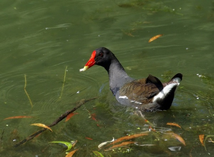 На ніжинських водоймах живуть птахи, що перебувають під охороною 