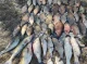 На Чернігівщині чоловік наловив риби на 100 тисяч 