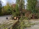 У Ніжині негода повалила дерева (Фото)