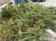 На Ніжинщині незаконно вирубали 150 новорічних дерев (Фото)